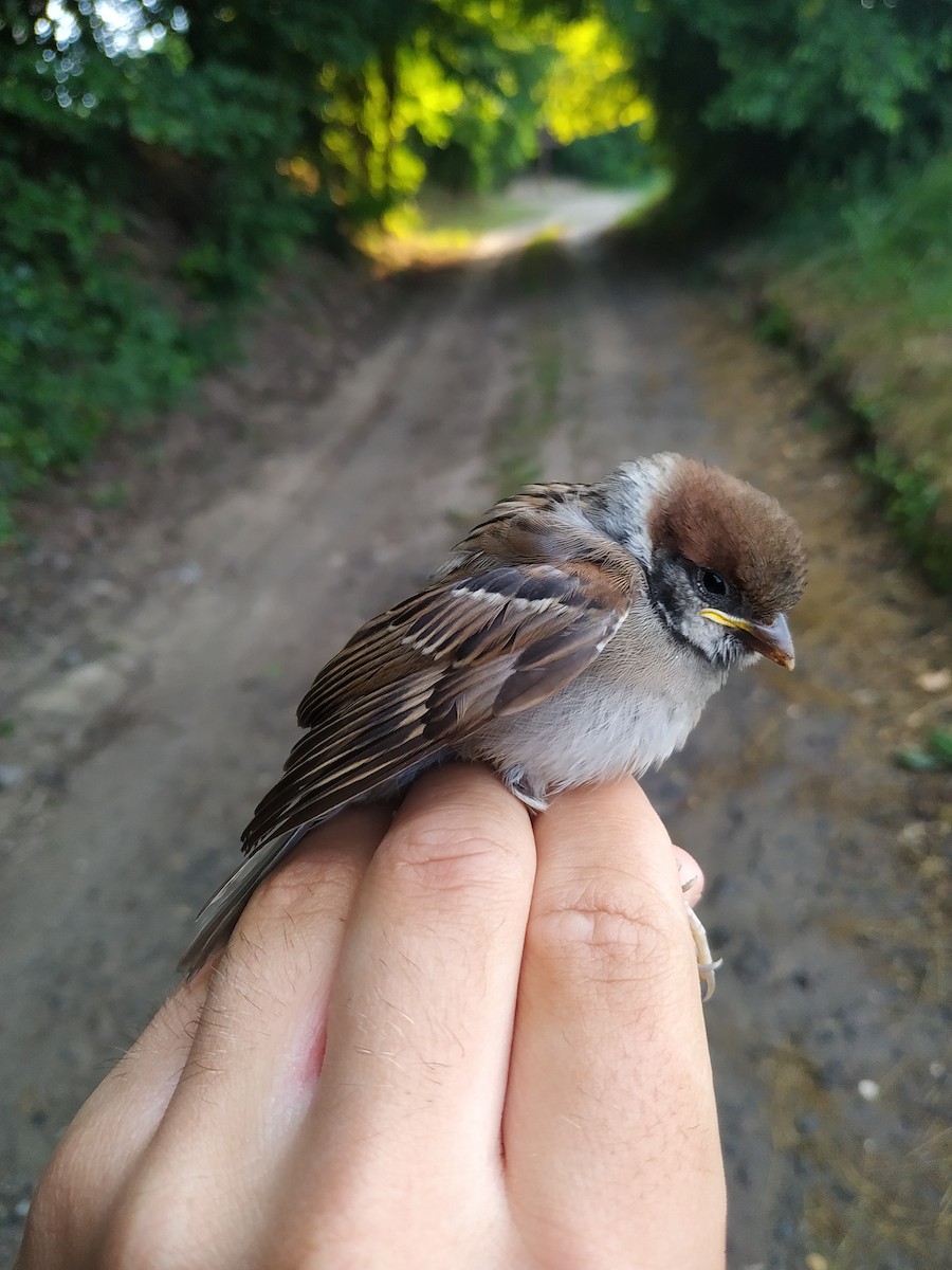 Ağaç Serçesi - ML646802431