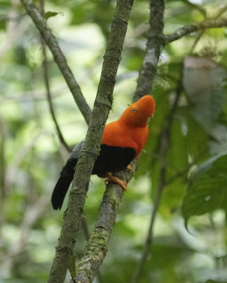 Andean Cock-of-the-rock - ML646802432