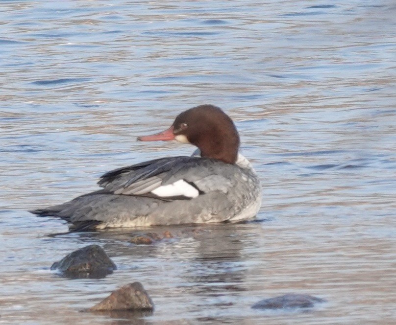 Common Merganser - ML646802433