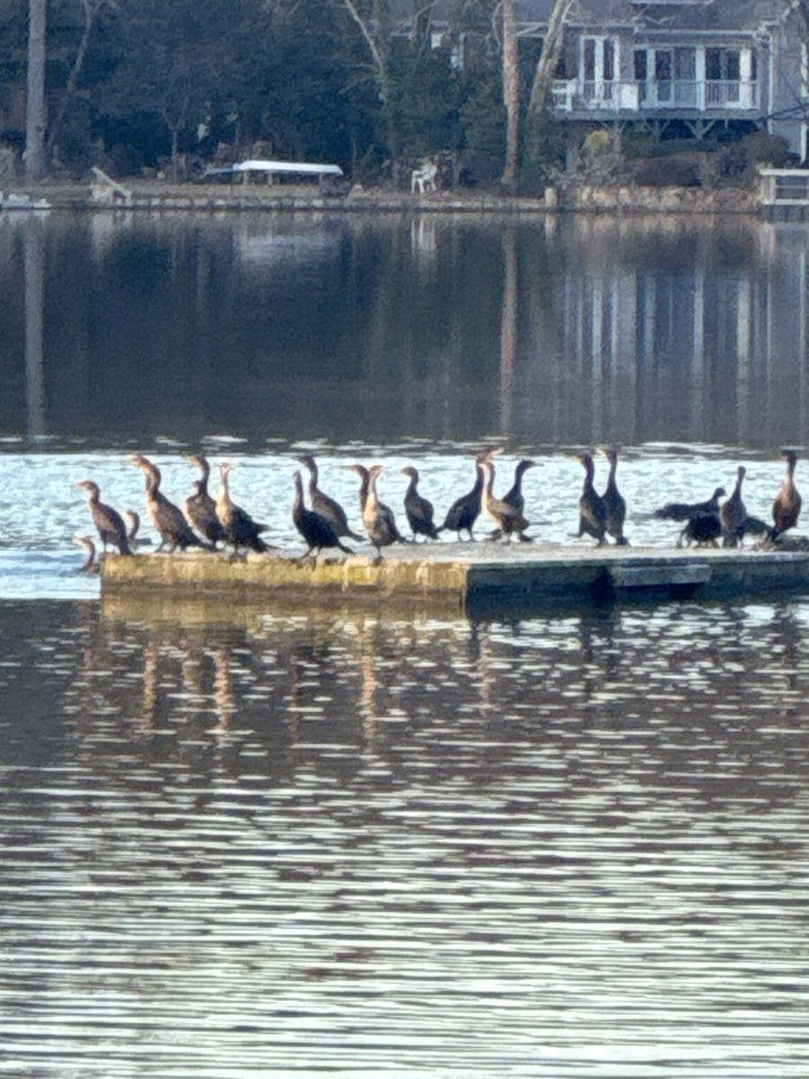 Cormoran à aigrettes - ML646802434