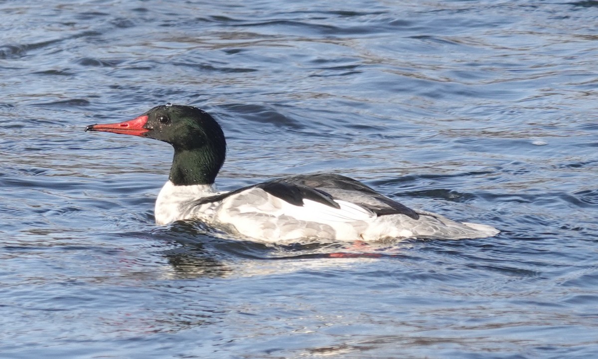 Common Merganser - ML646802436