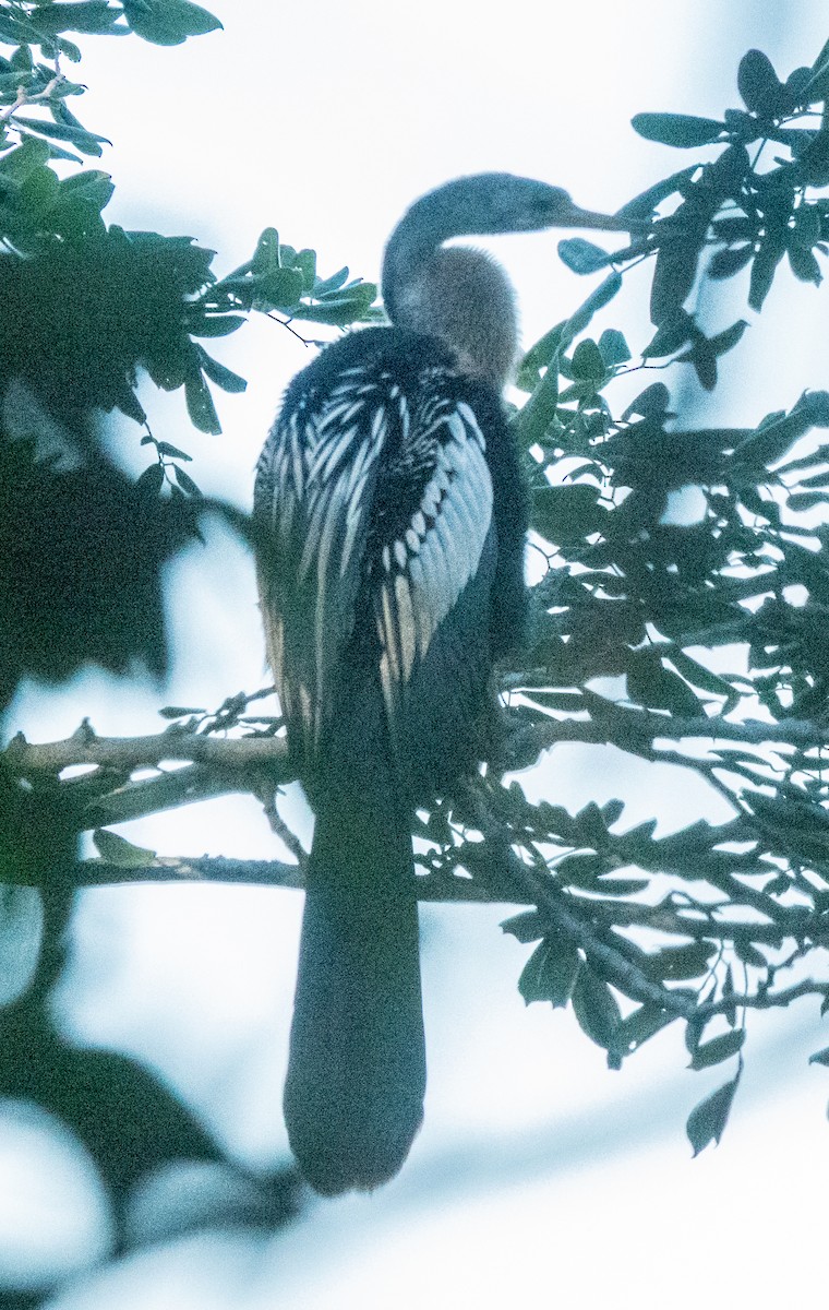 Anhinga - ML646802437