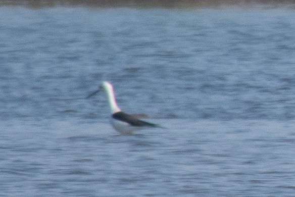 Black-winged Stilt - ML646802438