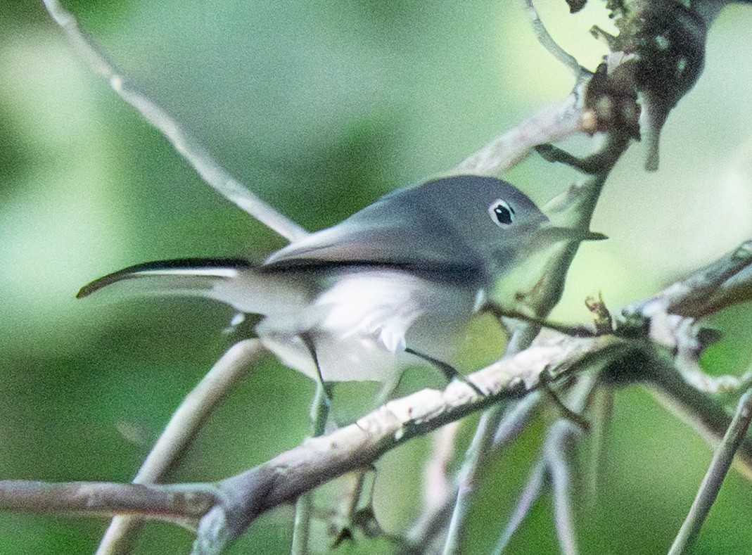 Blue-gray Gnatcatcher - ML646802439