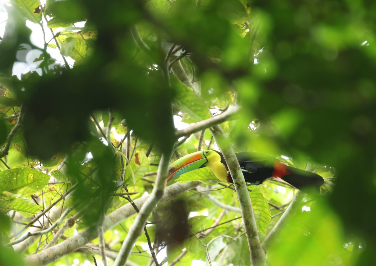 regnbuetukan - ML646802441