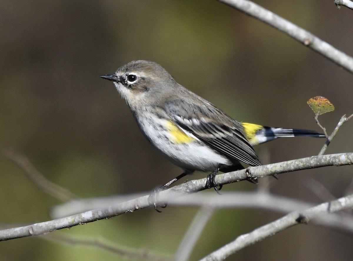 Taçlı Ötleğen - ML646802442