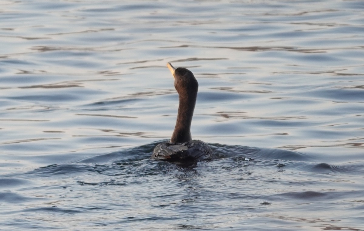 Double-crested Cormorant - ML646802443