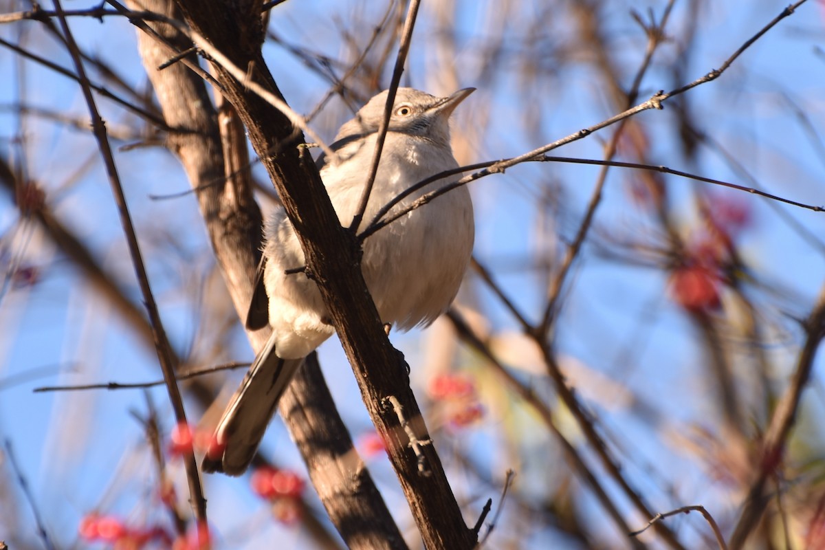 sangspottefugl - ML646802444