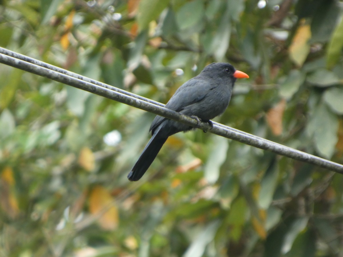 Лінивка-чорнопер червонодзьоба - ML646802445