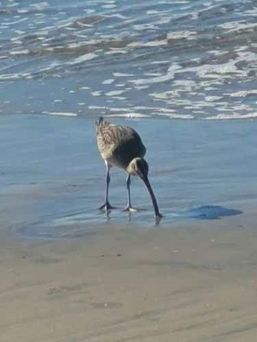 Hudsonian Whimbrel - ML646802446