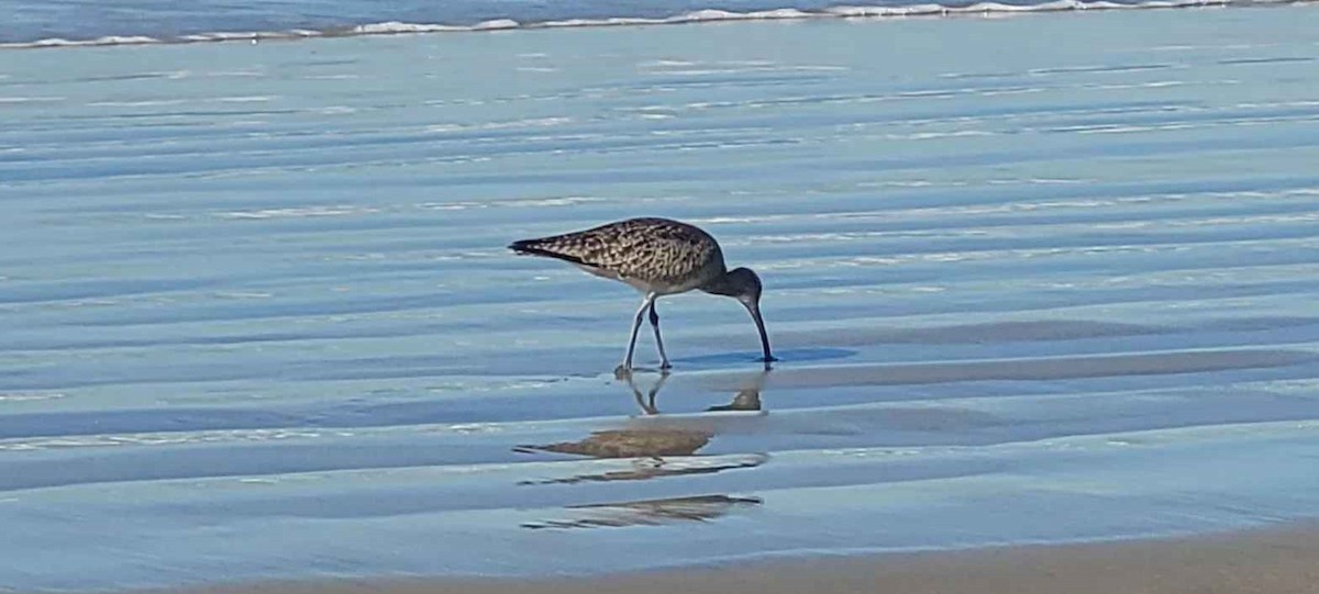 Hudsonian Whimbrel - ML646802447