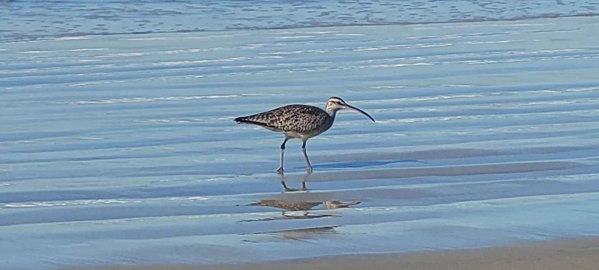 Hudsonian Whimbrel - ML646802448