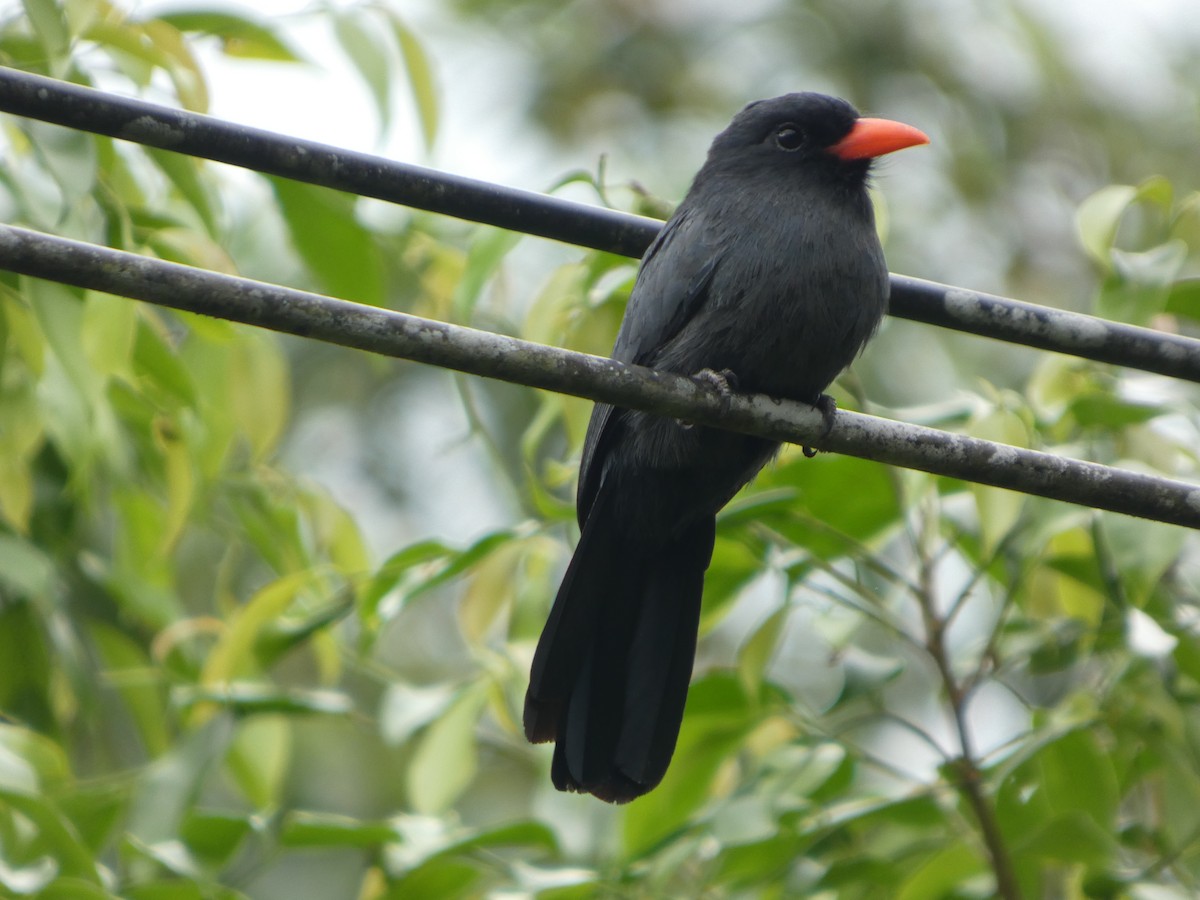 Лінивка-чорнопер червонодзьоба - ML646802449