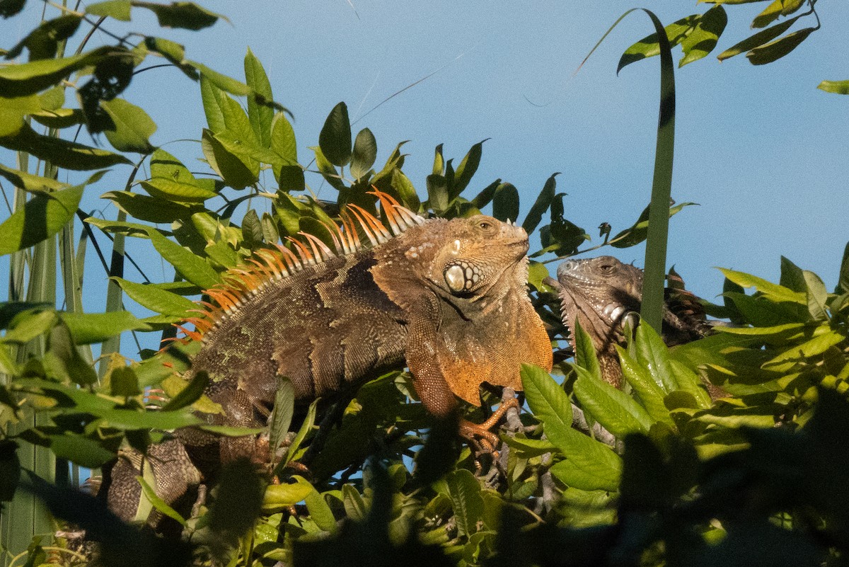 Green Iguana - ML646802450