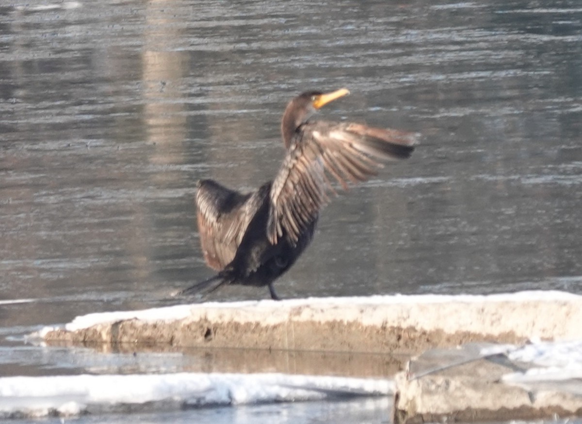 Double-crested Cormorant - ML646802451