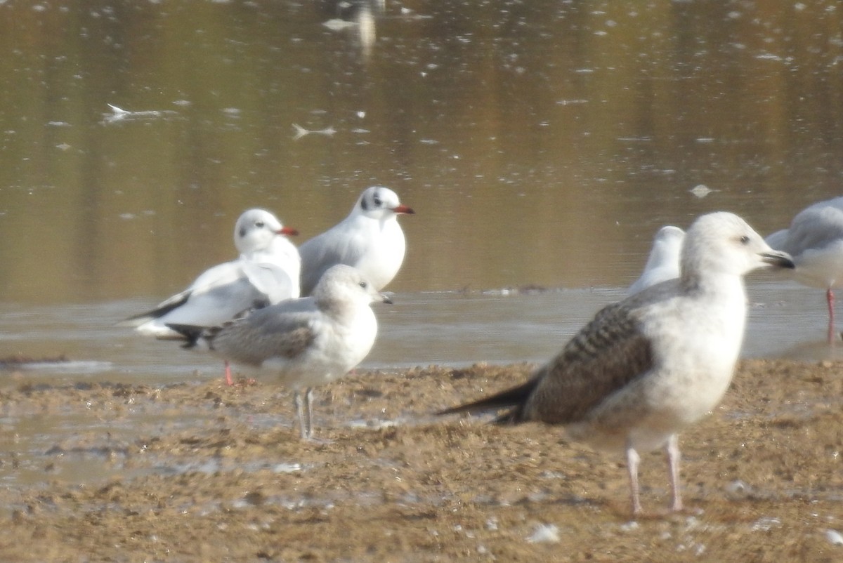 Common Gull - ML646802455