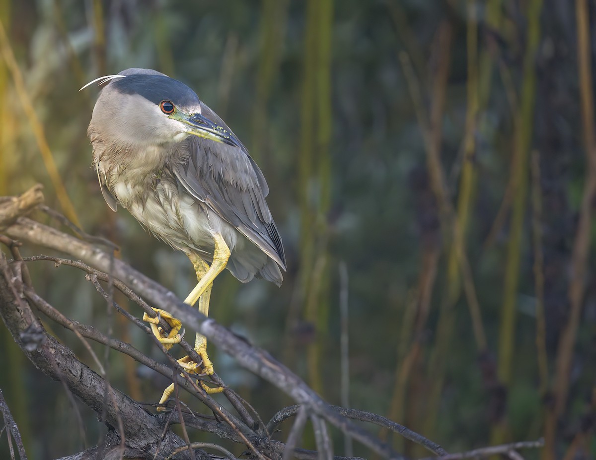 Кваква - ML646802456