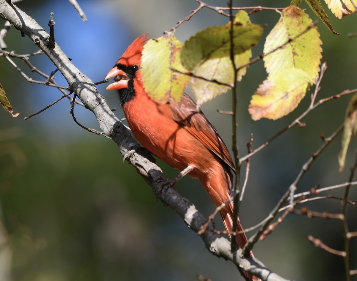 Kırmızı Kardinal - ML646802460