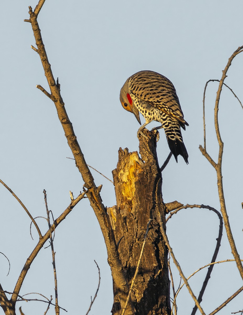 Шилоклювый дятел - ML646802461