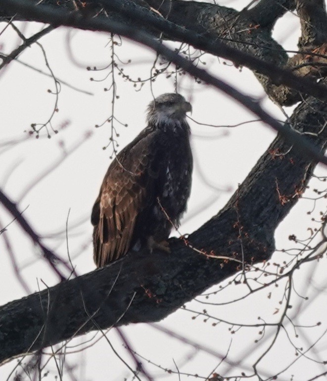 Bald Eagle - ML646802462
