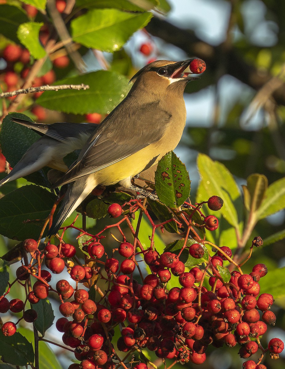 Кедровый свиристель - ML646802463