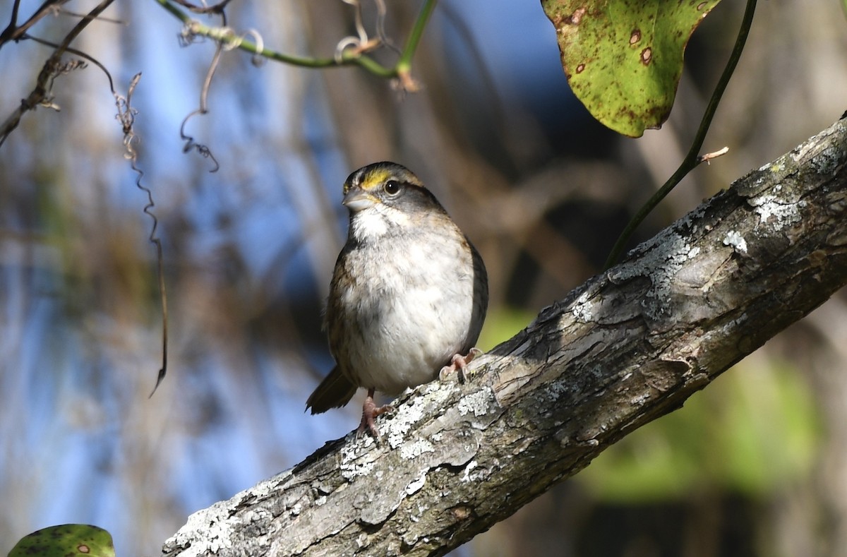 Ak Boğazlı Serçe - ML646802464