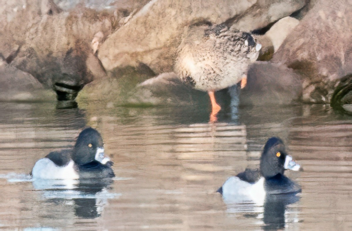 Ring-necked Duck - ML646802467