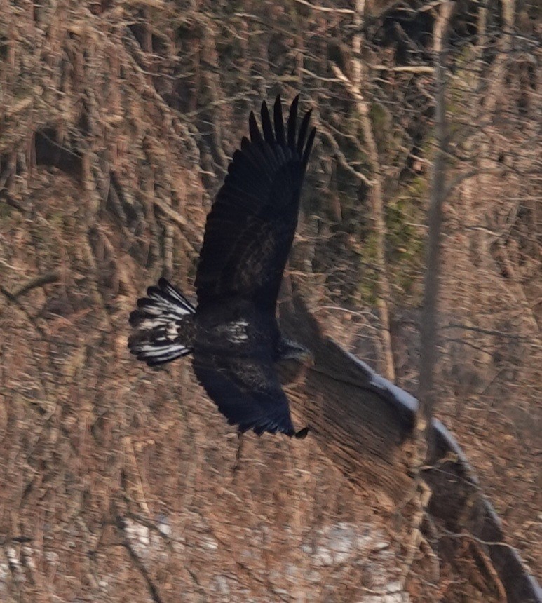 Bald Eagle - ML646802468