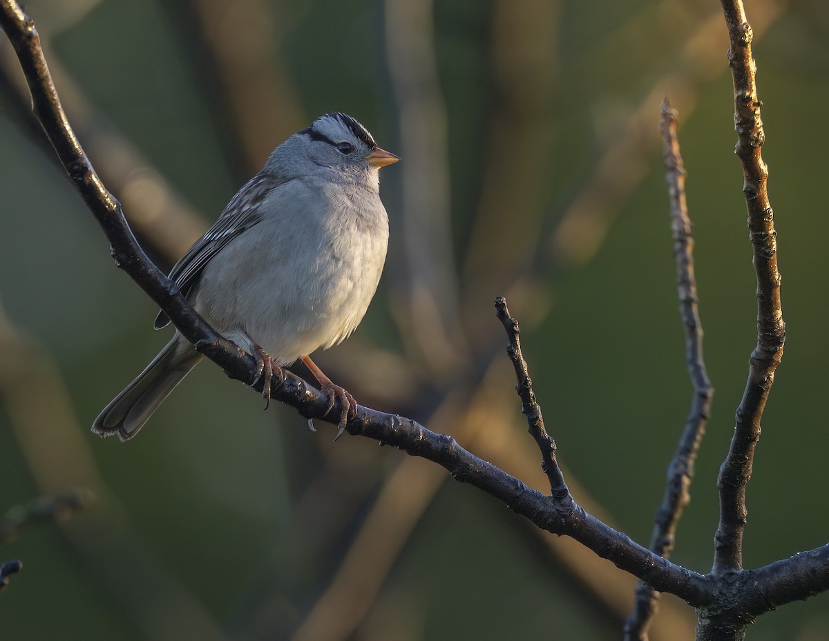 Белобровая овсянка - ML646802469