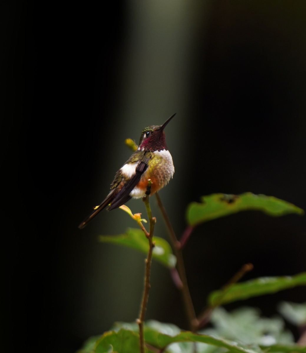 Magenta-throated Woodstar - ML646802471