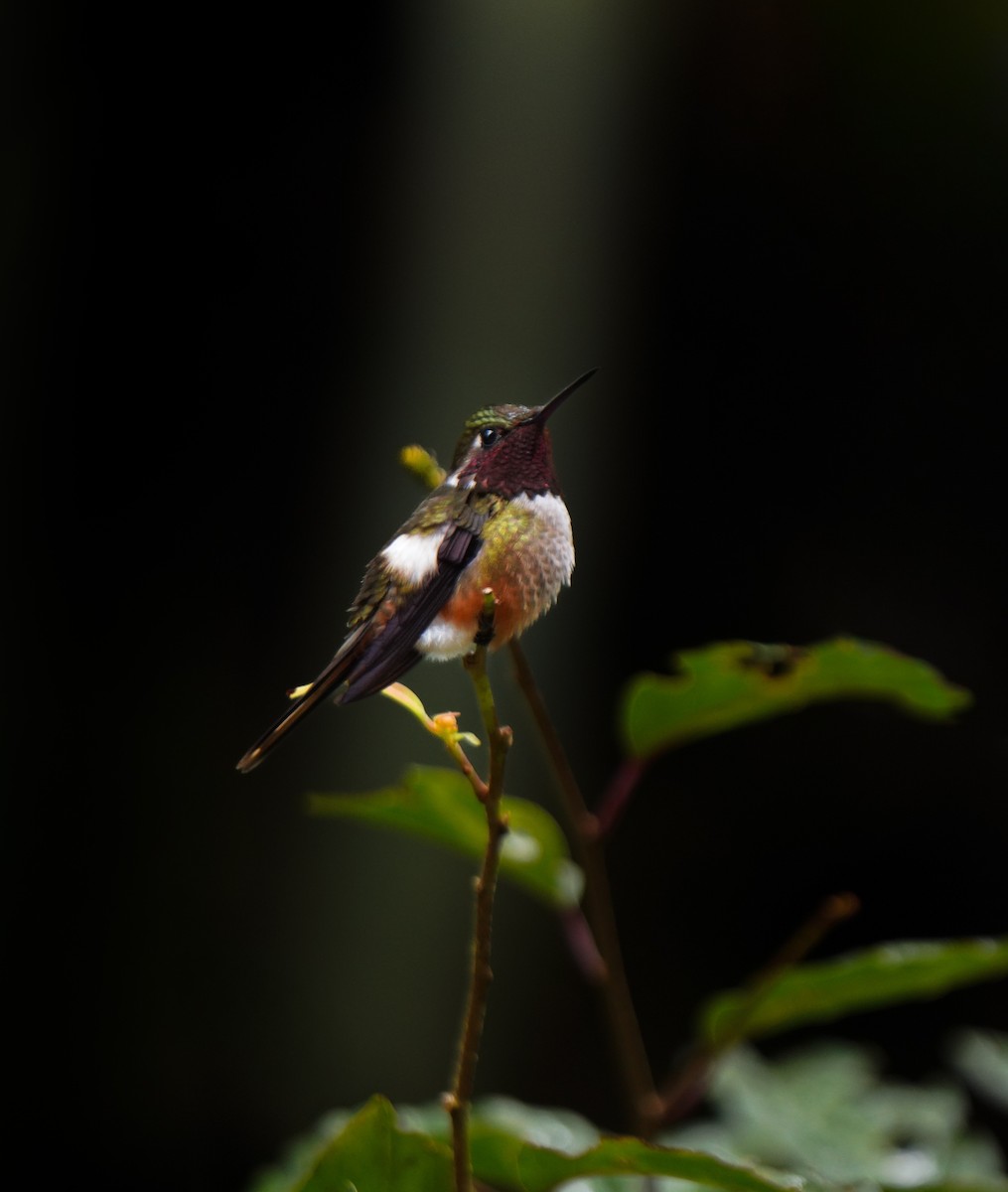 Magenta-throated Woodstar - ML646802472