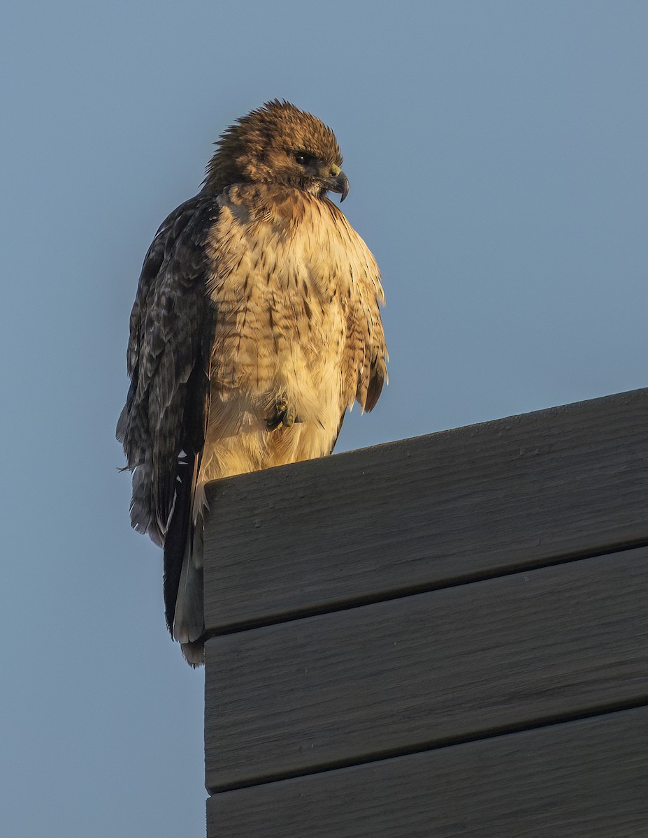 Краснохвостый канюк - ML646802473