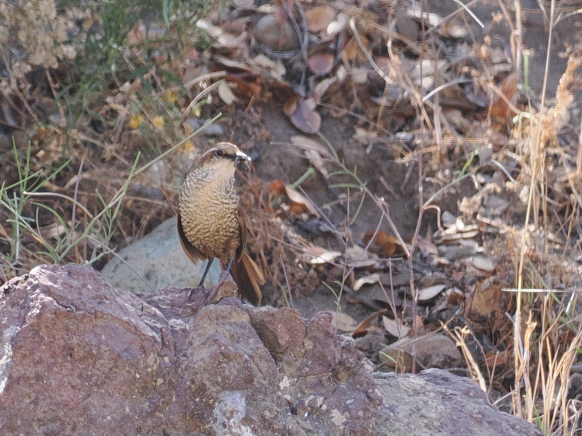 White-throated Tapaculo - ML646802474