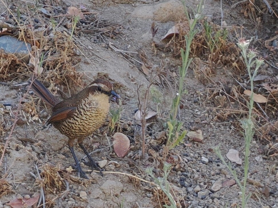 White-throated Tapaculo - ML646802475