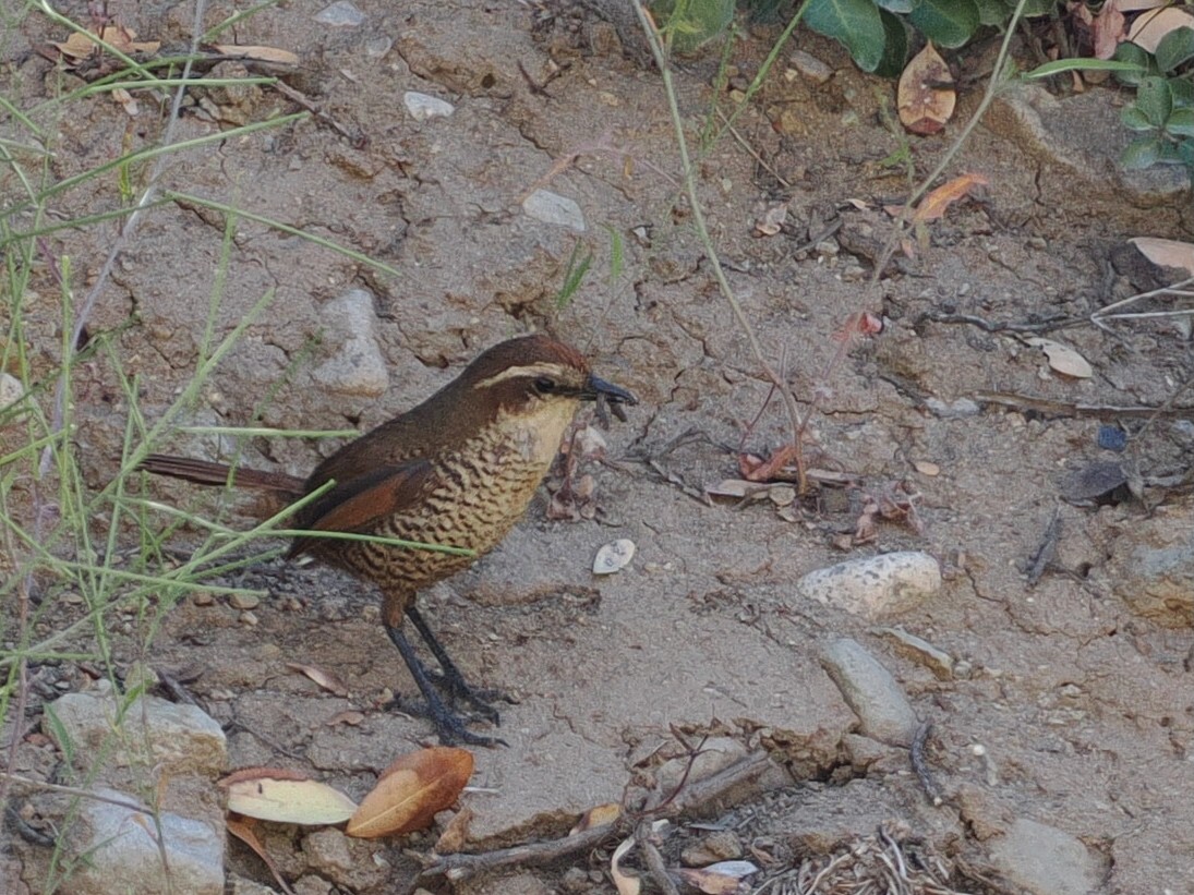 White-throated Tapaculo - ML646802476