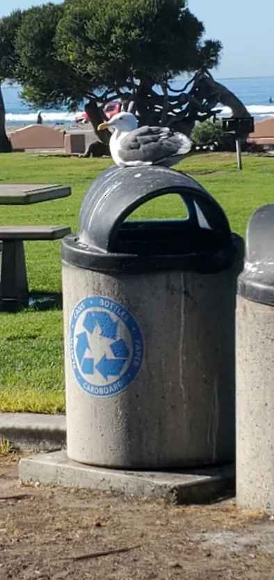 Western Gull - ML646802478