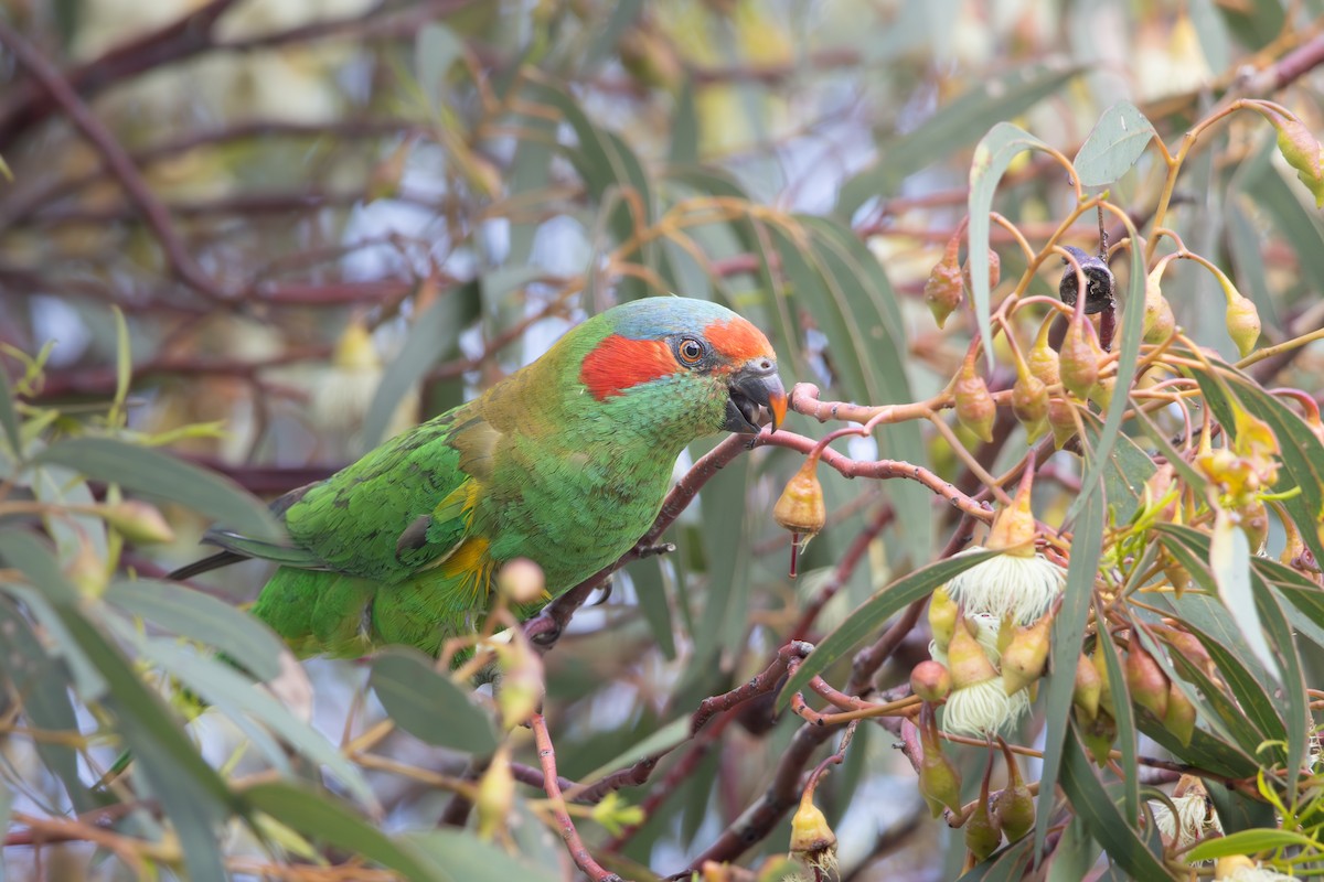 Kırmızı Maskeli Loriket - ML646802479