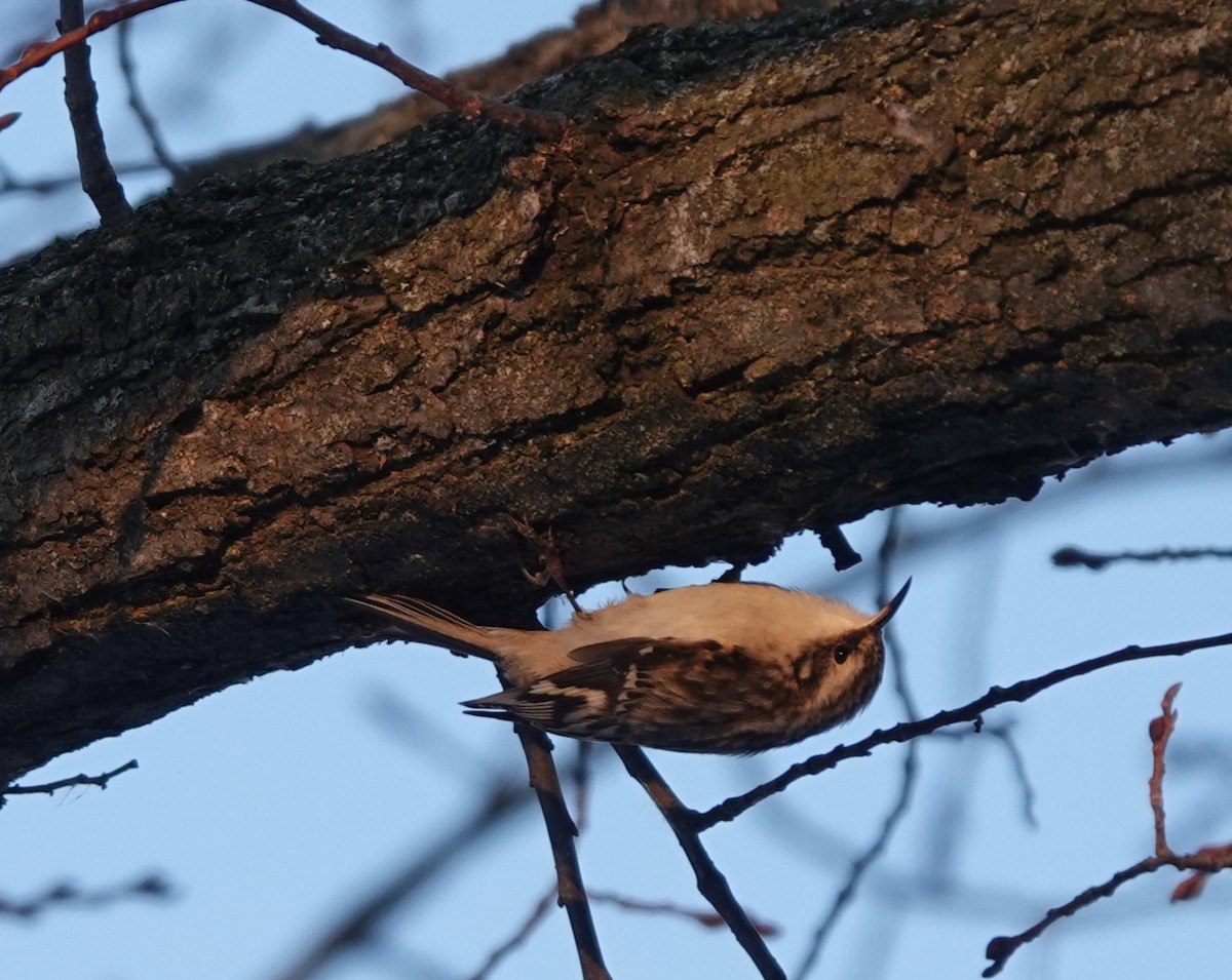Brown Creeper - ML646802481