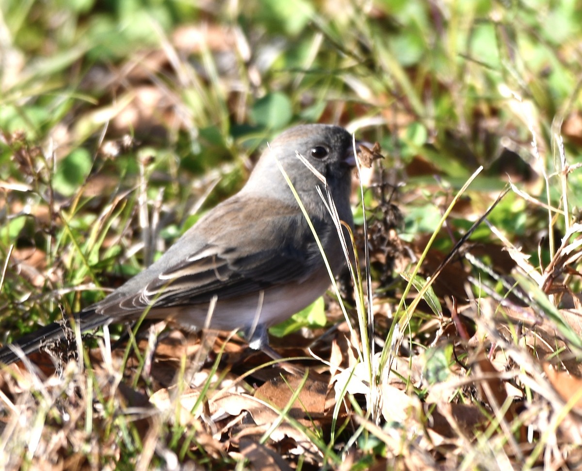 Kara Gözlü Junko - ML646802482