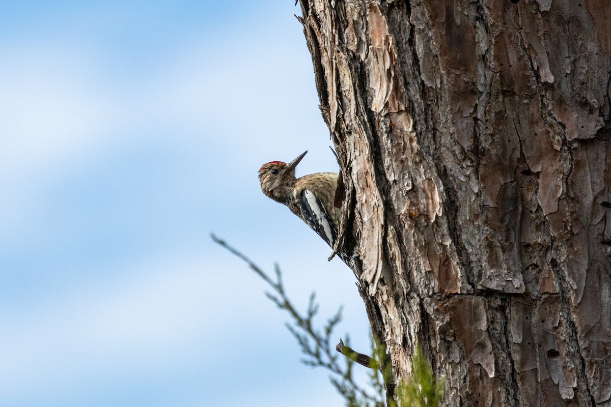 シルスイキツツキ - ML646802484