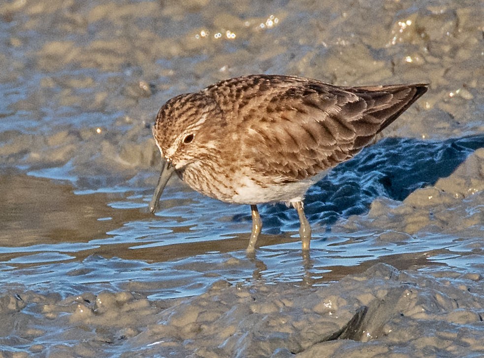 Correlimos Menudillo - ML646802485