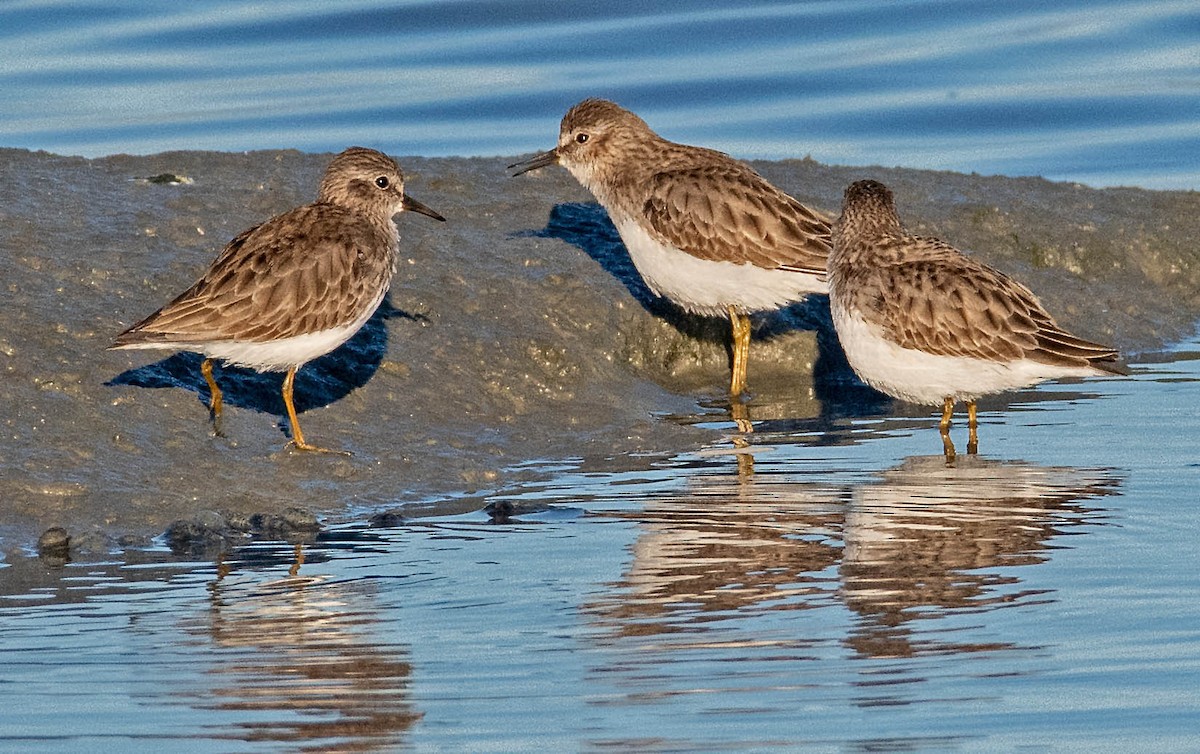 Correlimos Menudillo - ML646802486
