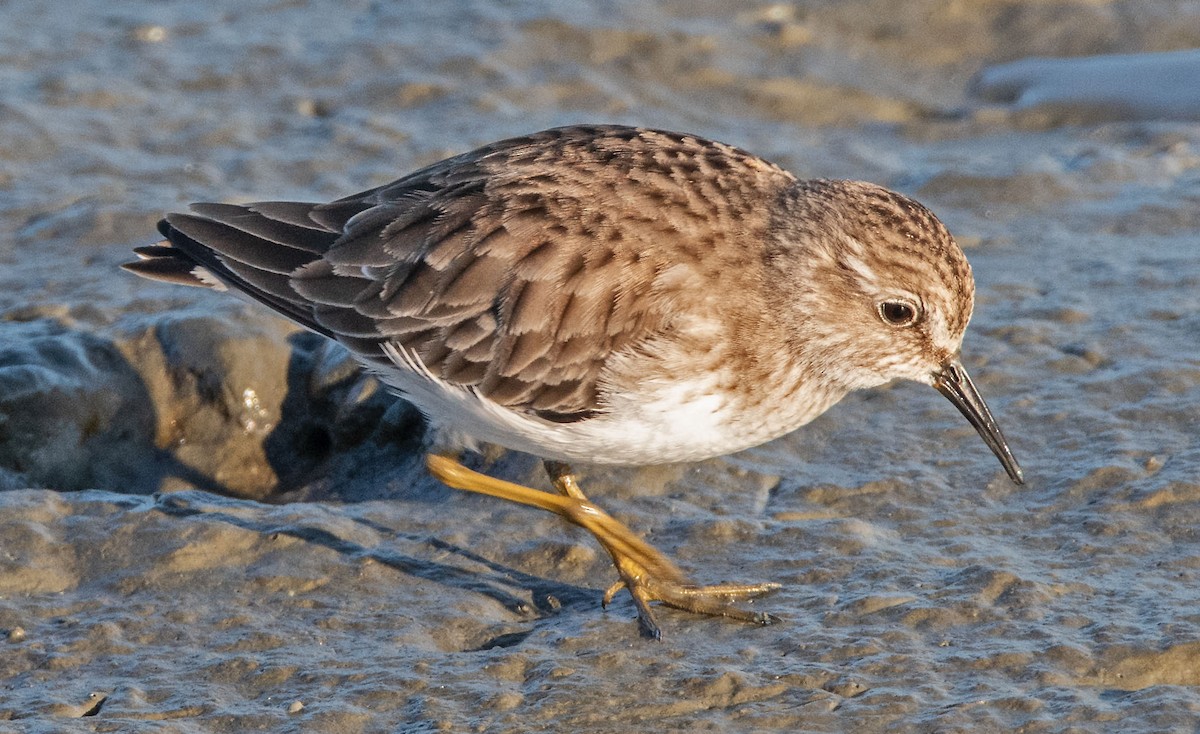 Correlimos Menudillo - ML646802487