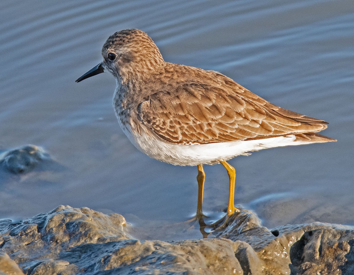 Correlimos Menudillo - ML646802488