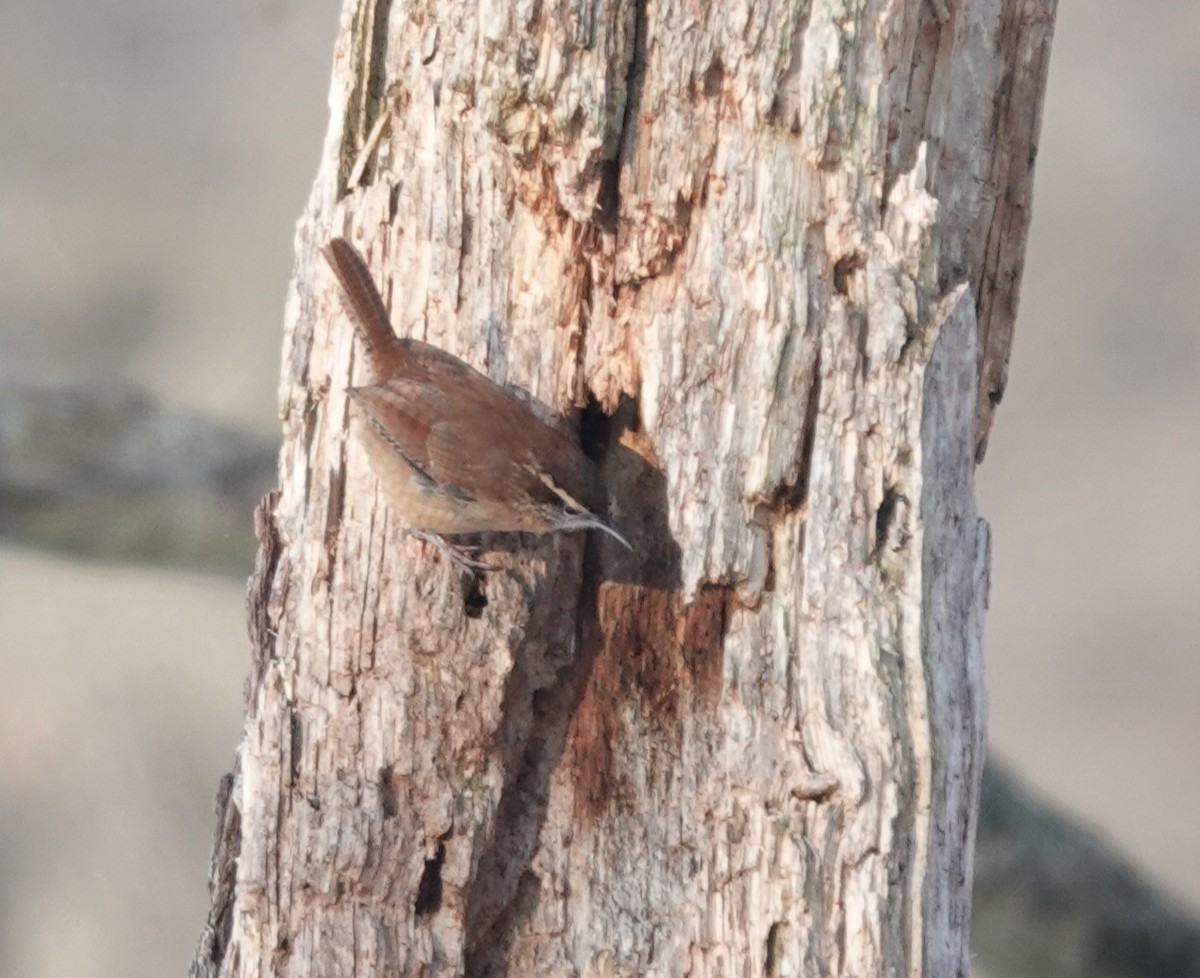 Carolina Wren - ML646802489