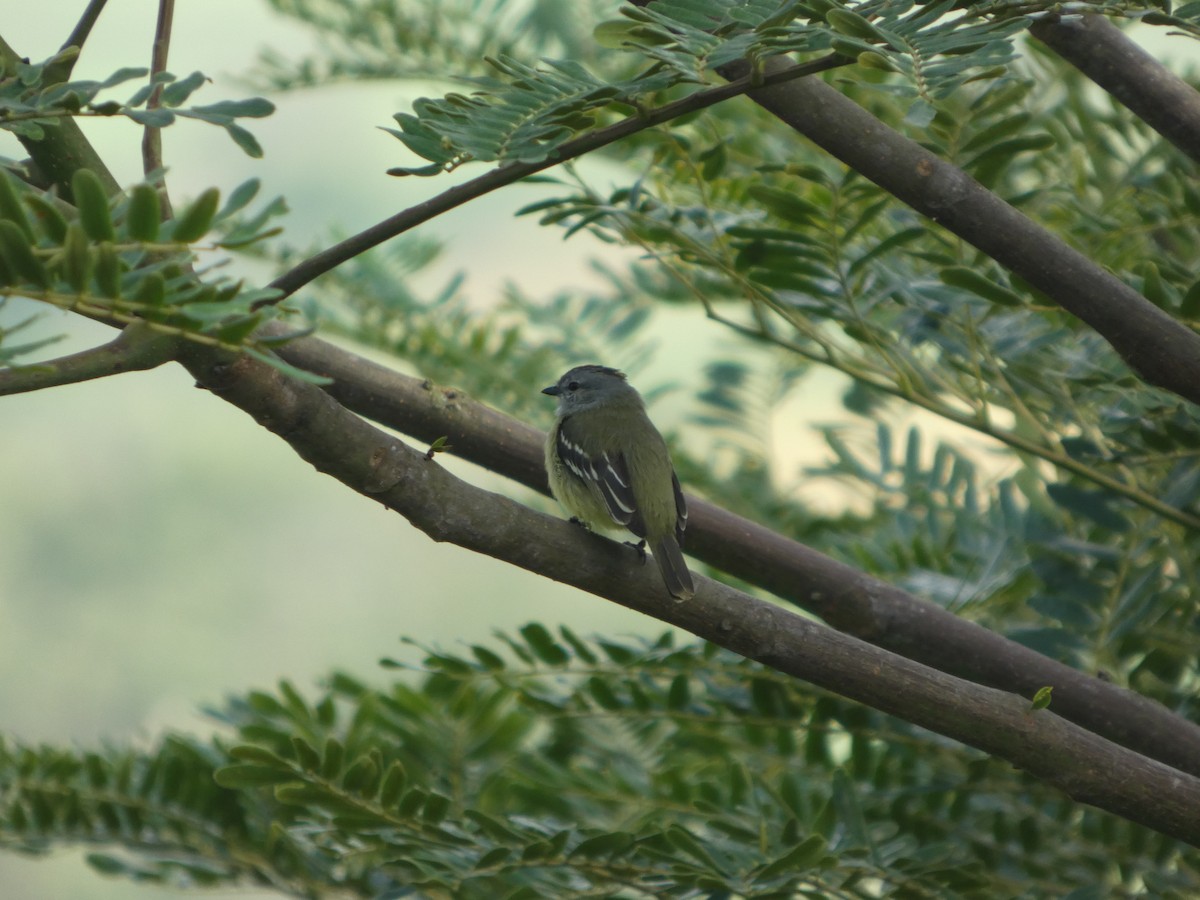 Тиран жовтоголовий - ML646802490