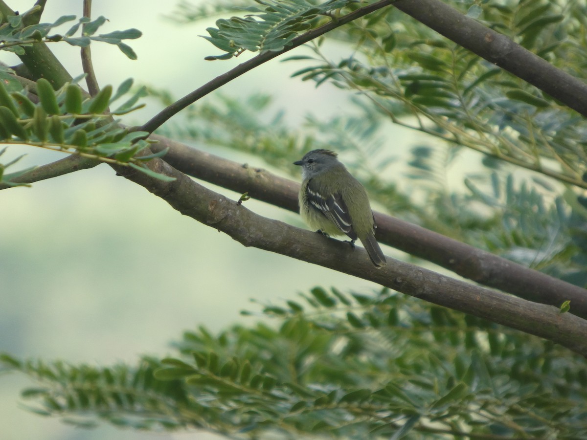 Тиран жовтоголовий - ML646802491