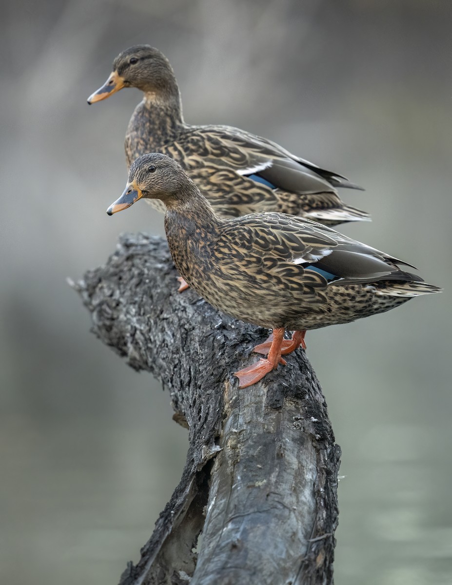 Кряква - ML646802492