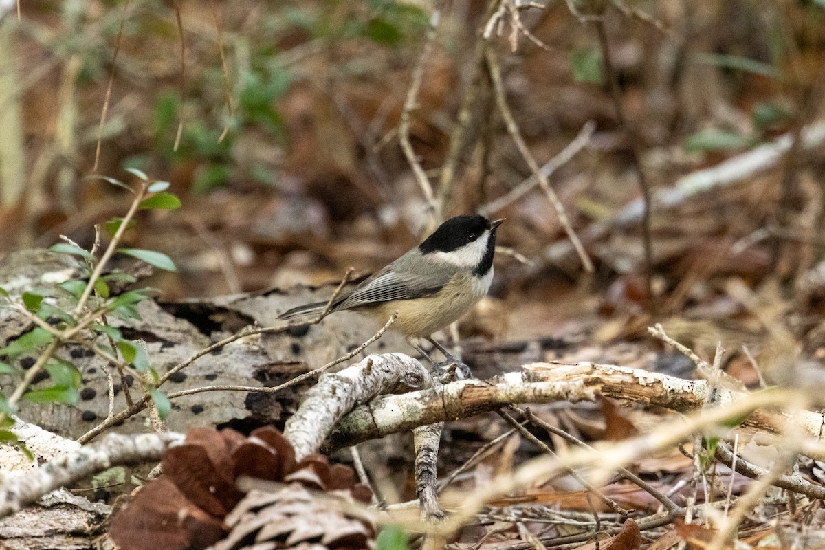 Каролинская гаичка - ML646802493