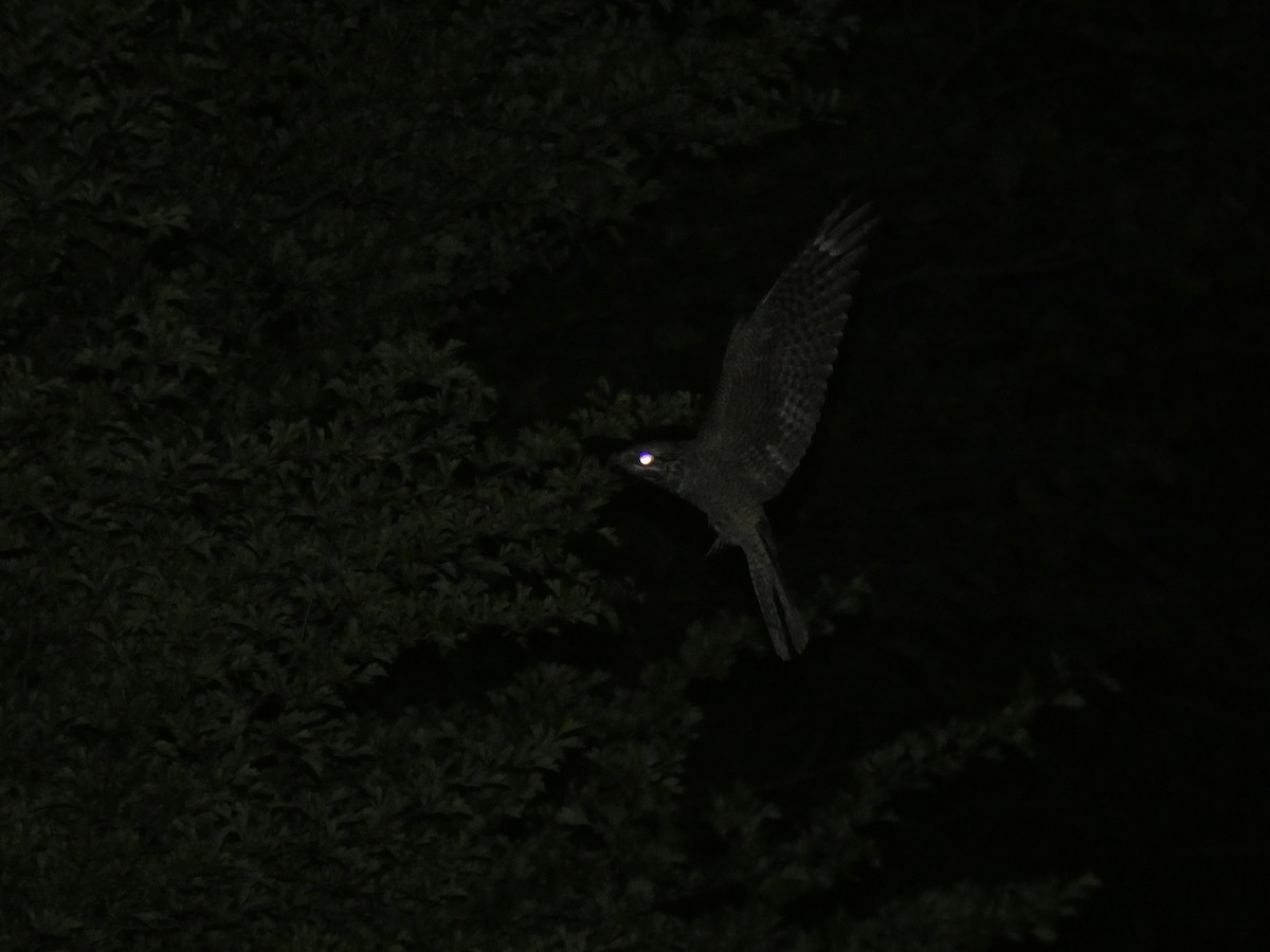 Eurasian Nightjar - ML646802497